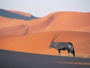 38 oryx antelope